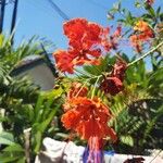 Caesalpinia pulcherrima Flor