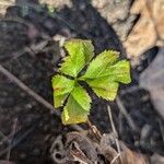 Sanicula canadensis Hoja