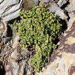 Polycarpon polycarpoides Libunga