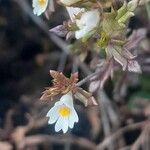 Euphrasia salisburgensis Lorea