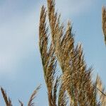 Arundo micrantha Blodyn