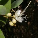 Morisonia indica Fruit