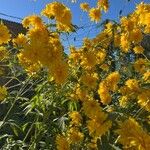 Rudbeckia laciniataЦвят