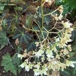 Begonia urophylla Kvet