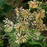 Macleaya cordata Flower