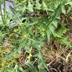 Sisymbrium austriacum Hoja