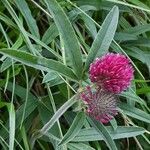 Trifolium alpestre Листок