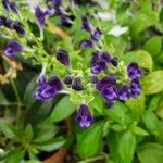 Scutellaria javanica ফুল