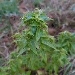 Mercurialis annua Blad