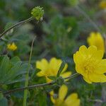 Ranunculus californicus Цветок