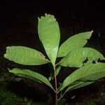 Aniba citrifolia برگ