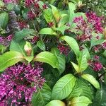 Fuchsia paniculata Leaf