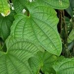 Dioscorea sansibarensis Hoja