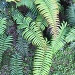 Blechnum cordatum മറ്റ്