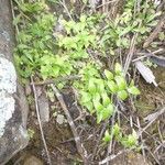 Asparagus asparagoides Habitus