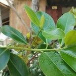 Myrsine guianensis Leaf
