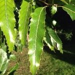 Quercus castaneifolia Folio