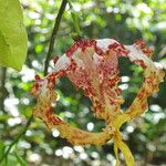 Monodora tenuifolia Flor