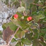 Lonicera implexa Fruit