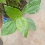 Synedrella nodiflora Leaf
