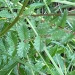 Sanguisorba minor Leaf