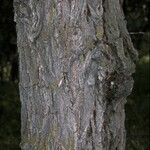 Quercus macrocarpa Bark