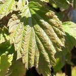 Rubus niveus Blatt