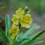 Hibbertia lucens 花