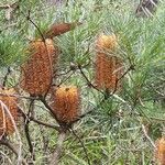 Banksia spinulosa Blüte