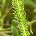 Achillea × roseoalba Leaf