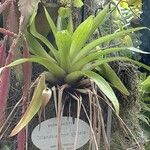 Tillandsia complanata List