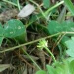 Ranunculus parviflorus Plod