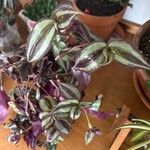 Tradescantia zebrina叶