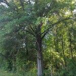 Quercus laurifolia Habit