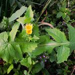 Sonchus oleraceus Flower