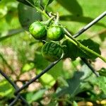 Solanum viarum Gyümölcs