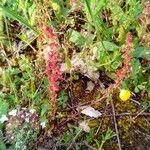 Rumex bucephalophorus Virág