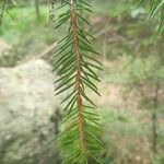 Picea abiesFuelha