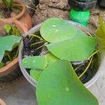 Nelumbo nucifera葉