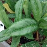 Aglaonema nitidum Feuille