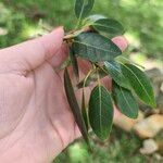 Ficus cestrifolia Leaf