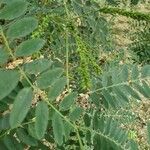 Amorpha fruticosa Folha