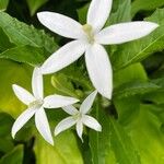 Hippobroma longiflora Çiçek