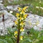 Pedicularis oederi Цвят