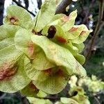 Ulmus minor Blüte