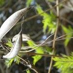 Sambucus palmensis Φρούτο