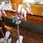 Kalanchoe fedtschenkoi Flower