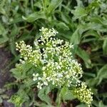 Lepidium draba Flower