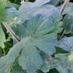 Geranium molle Feuille