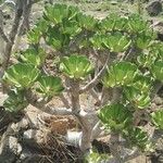 Euphorbia poissonii Feuille